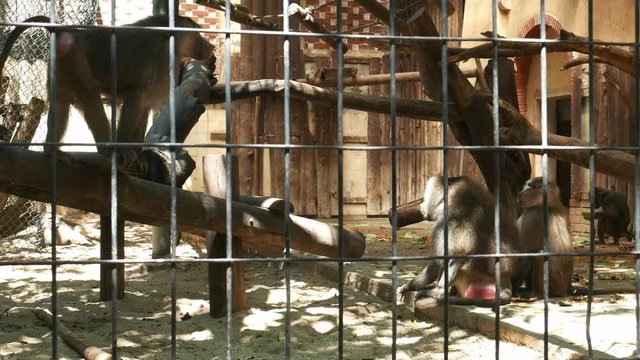 mandrill baboon monkey in cage