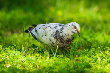 Portrait of a white-gray pigeon walking through the grass in the park.