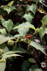 Mariposa sobre planta