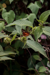 Mariposa saobre una planta
