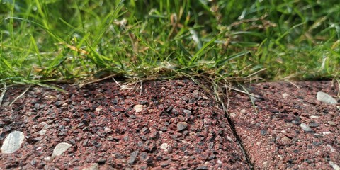 field of green onions