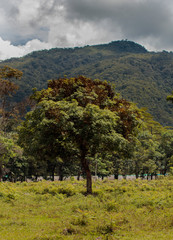 Árbol con fondo de montañas.