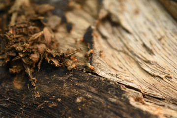 Group of Termites running on a piece of wood