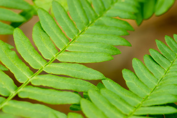 beautiful fern leaves in the woods in the sun