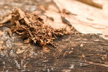 Group of Termites running on a piece of wood