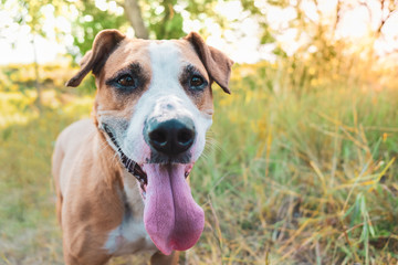 Happy dog in the nature, portrait. Helathy cute staffordshire terrier with tongue out.