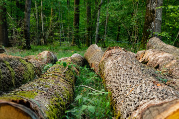 Fototapeta premium stump in the forest