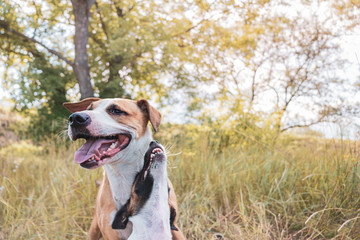 Two best furry friends at the walk. Grown up staffordshire terrier and a playful puppy sit in the...