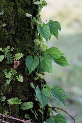 plantas, hojas sobre &aacute;rbol