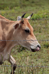 cabeza de vaca detras de alambre