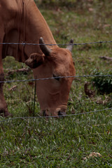 cabeza de vaca detr&aacute;s de alambre