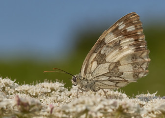 Schachbrettfalter (Weibchen)