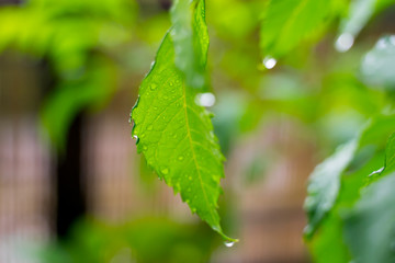 Fototapeta na wymiar Beautiful drops of transparent rain water on green leaf macro. Many drops of dew in morning in sun. Beautiful leaf texture in nature. Natural background.
