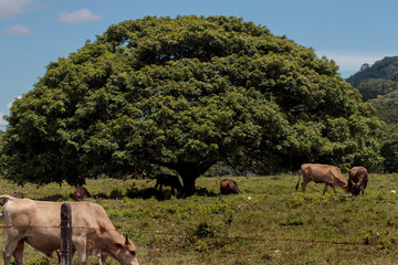 Arbol grande con ganado