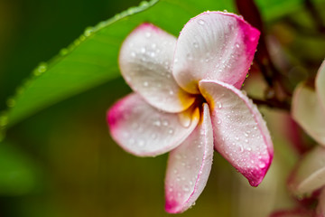 Beautiful drops of transparent rain water on green leaf macro. Many drops of dew in morning in sun. Beautiful leaf texture in nature. Natural background.
