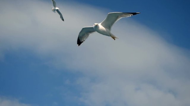 Seagulls flying against the blue sky. Flock of birds floating on air currents of wind. Big seagull soaring over the Mediterranean sea. Greece. Slow motion. HD