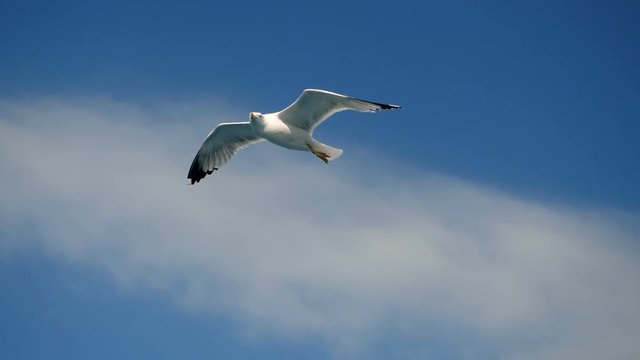 Seagulls flying against the blue sky. Flock of birds floating on air currents of wind. Big seagull soaring over the Mediterranean sea. Greece. Slow motion. HD