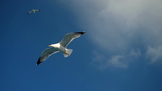 Seagulls flying against the blue sky. Flock of birds floating on air currents of wind. Big seagull soaring over the Mediterranean sea. Greece. Slow motion. HD