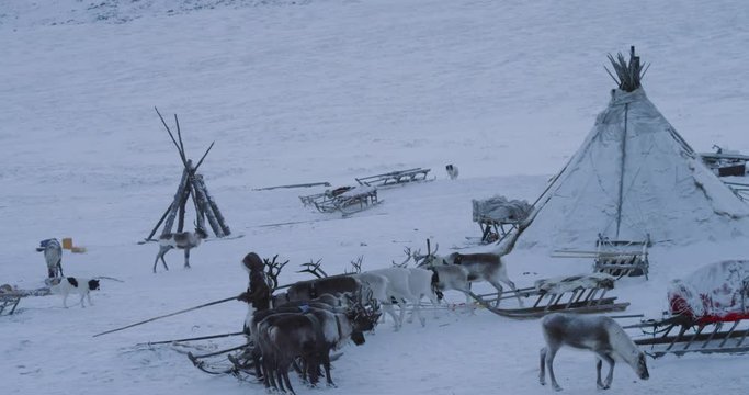 Man holding some reindeers preparing to have a ride with reindeers on a sleigh, in the middle of tundra in yurts camp , snow day