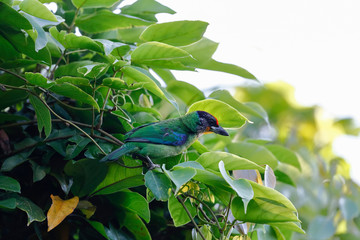 Beautiful birds,Golden-throated Barbet (Megalaima franklinii)