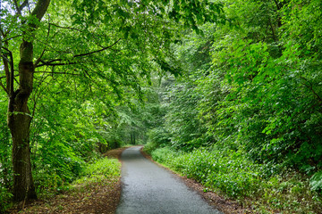 A tarred footpath and cycle path leading through a beautiful green forest with fresh lush foliage