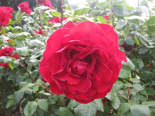 Roses of Christchurch Garden