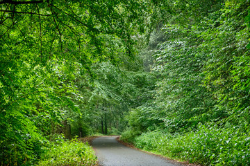 A tarred footpath and cycle path leading through a beautiful green forest with fresh lush foliage