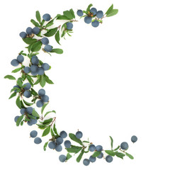 Obraz premium Sloe berry abstract border on white background with copy space. Also known as blackthorn.