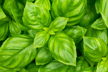 Raw Green Organic Basil Plant