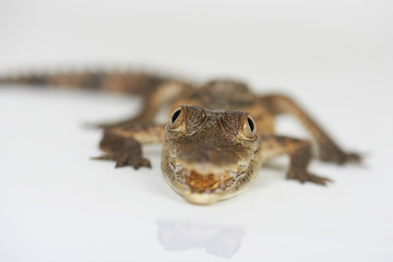 Eyes of small alligator