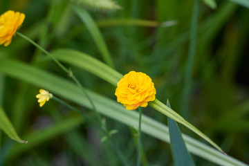 Żółty kwiatuszek