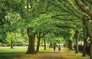 Pathway Among the Trees