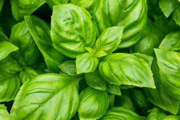 Raw Green Organic Basil Plant