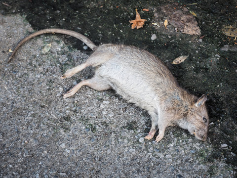 Dead rat death on the sidewalk floor. Inspection and exclusion concept.