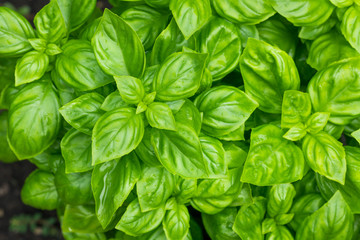 Raw Green Organic Basil Plant