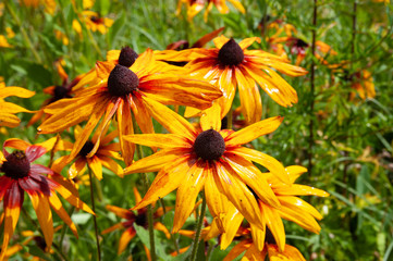 Rudbeckia flowers with raindrops. Wet blooming flowers of yellow and orange rudbeckia (black-eyed susan) in a flower bed in the summer garden.