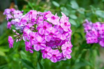Purple flowers phlox paniculata. Branch of purple phlox in the garden in rainy weather.