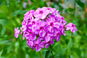 Fototapeta premium Purple flowers phlox paniculata. Flowering branch of purple phlox in the garden in rainy weather.