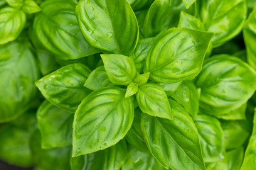 Raw Green Organic Basil Plant