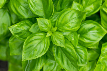 Raw Green Organic Basil Plant