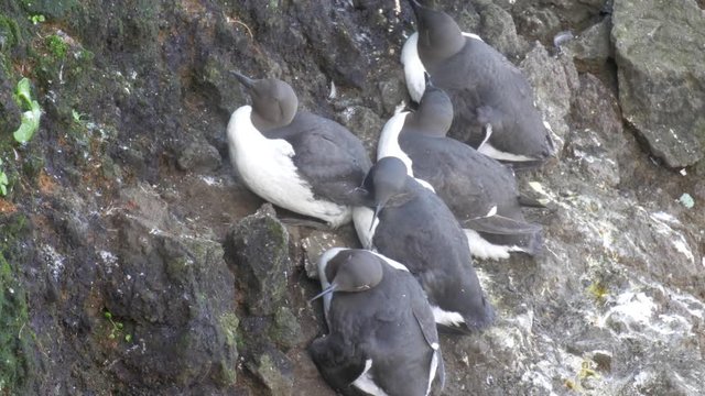 Brunich&rsquo;s Guillemots resting on cliff, Bjargtangar Iceland
