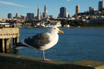 SAN FRANCISCO, CALIFORNIA, UNITED STATES - NOV 25th, 2018: Seagull in close up with the skyline of San Francisco in background