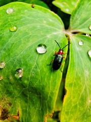 ladybug on a leaf