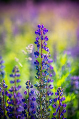lupins in summer in sunny weather