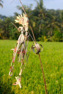 &eacute;pouvantail Bali