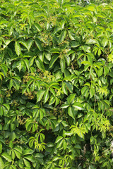 Fototapeta na wymiar beautiful green background for ivy photo background