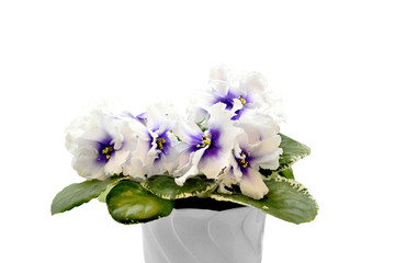 Beautiful blossoming plant of Senpolia or Uzumbar violet (saintpaulia) with delicate purple - white petals