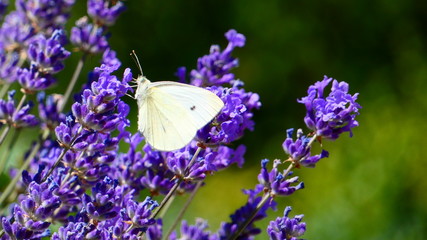 White butterfly on lavender with blurred green background