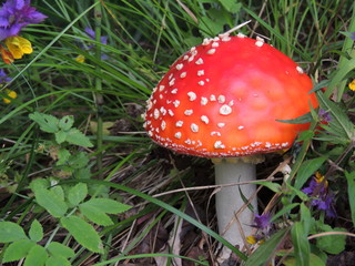 red fly agaric mushroom