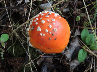 fly agaric in the forest